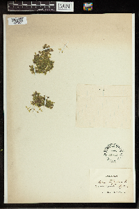 Lemna trisulca image