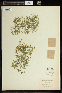 Lemna trisulca image