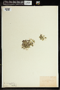Lemna trisulca image