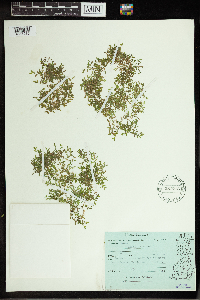 Lemna trisulca image