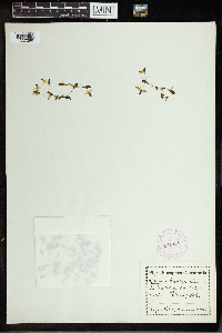 Lemna trisulca image