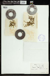 Lemna trisulca image
