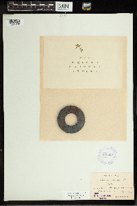 Lemna trisulca image