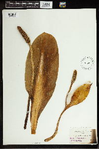 Thumbnail image of current specimen