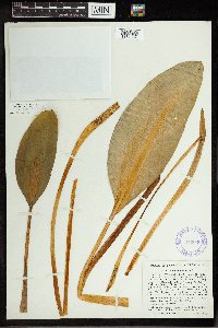 Orontium aquaticum image