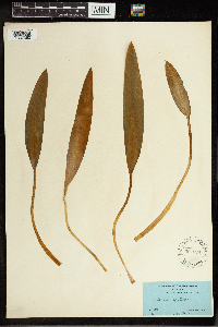 Orontium aquaticum image