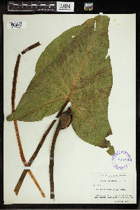 Media resource of Peltandra virginica