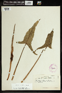 Peltandra virginica image