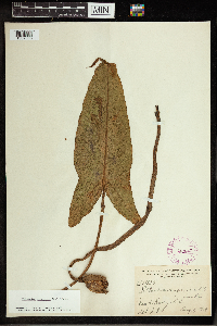 Peltandra virginica image