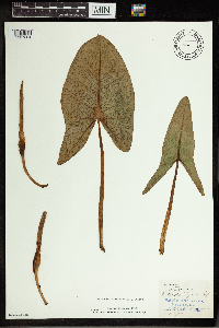 Peltandra virginica image