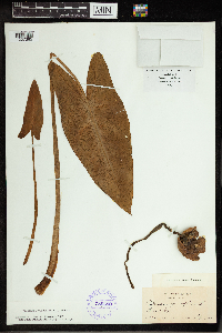 Peltandra virginica image