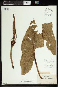 Peltandra virginica image