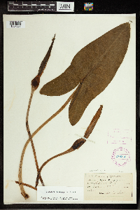 Peltandra virginica image