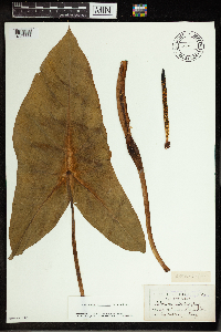 Peltandra virginica image