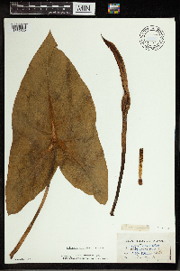 Peltandra virginica image