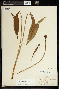 Peltandra virginica image