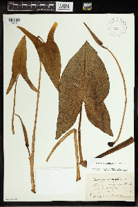 Peltandra virginica image