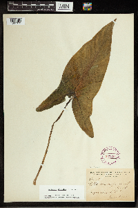 Peltandra virginica image