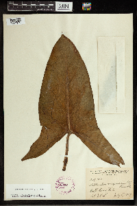 Peltandra virginica image