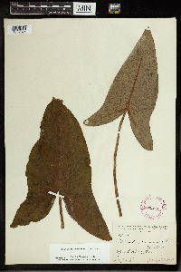 Peltandra virginica image