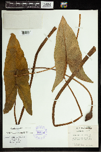 Peltandra virginica image