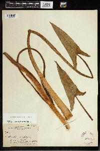 Peltandra virginica image