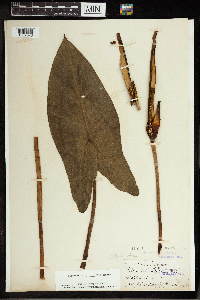 Peltandra virginica image