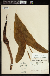 Peltandra virginica image