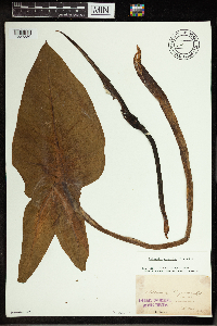 Peltandra virginica image