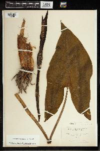 Peltandra virginica image