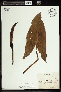 Peltandra virginica image