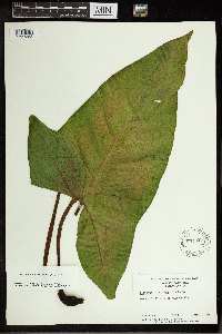 Peltandra virginica image