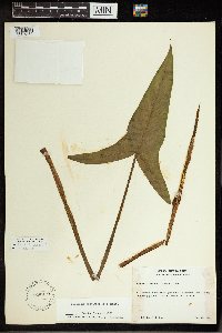 Peltandra virginica image