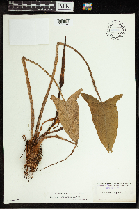 Peltandra virginica image