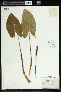 Peltandra virginica image