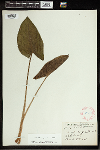 Image Associated With the Occurrence