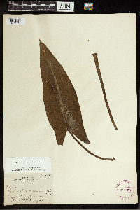 Peltandra virginica image