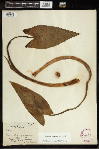 Peltandra virginica image