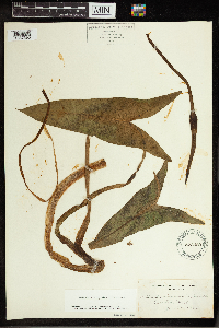 Peltandra virginica image