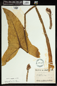 Peltandra virginica image