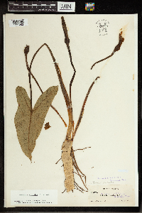 Peltandra virginica image