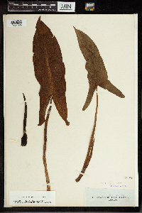 Peltandra virginica image