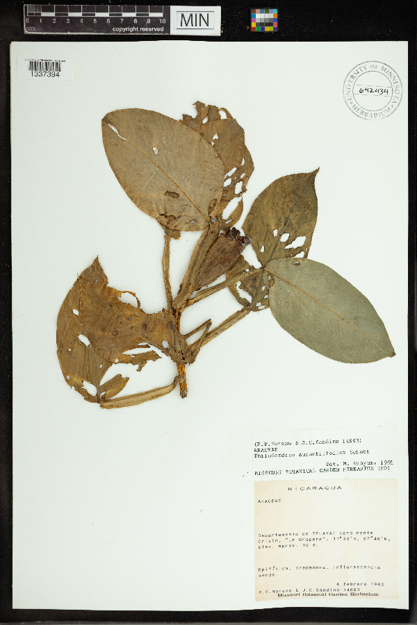 Philodendron aurantiifolium image