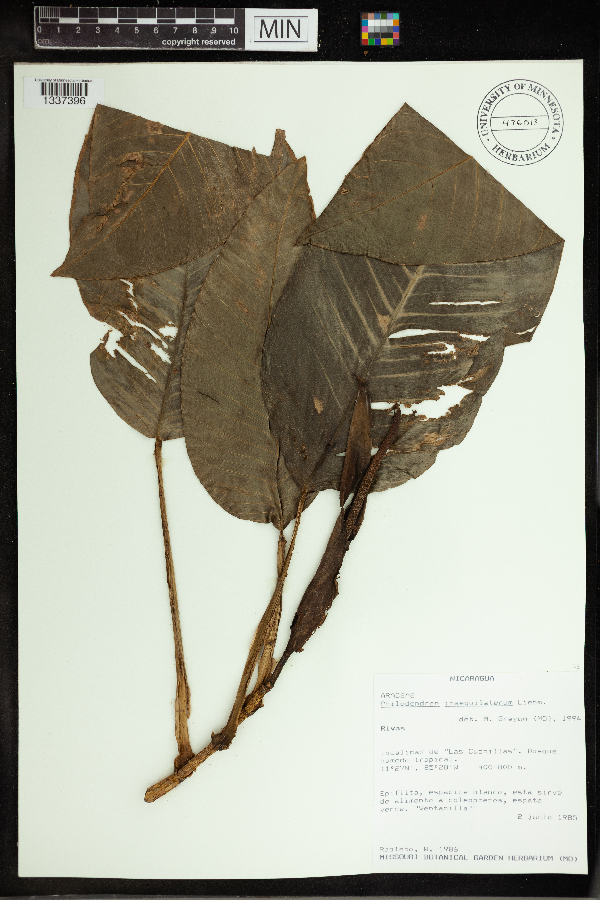 Philodendron inaequilaterum image