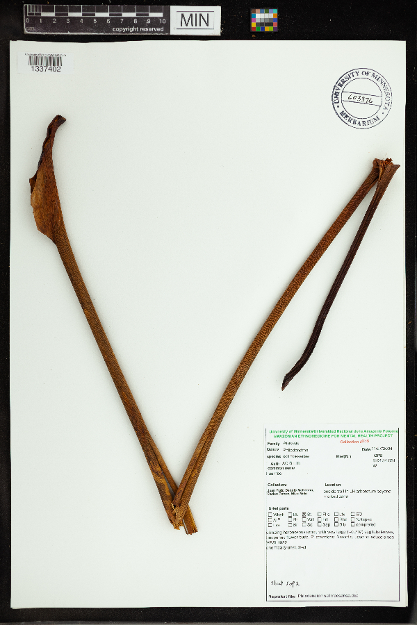 Philodendron solimoesense image