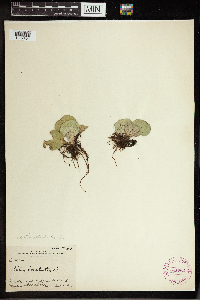 Pistia stratiotes image