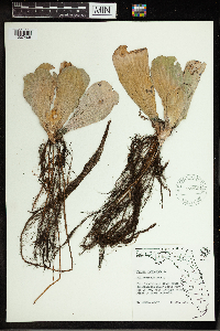 Pistia stratiotes image