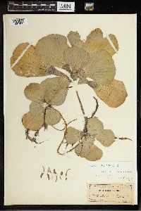 Pistia stratiotes image