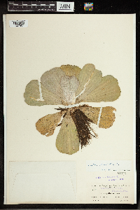 Pistia stratiotes image