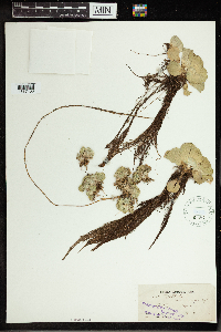 Pistia stratiotes image